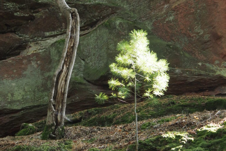 Würdige dich selbst